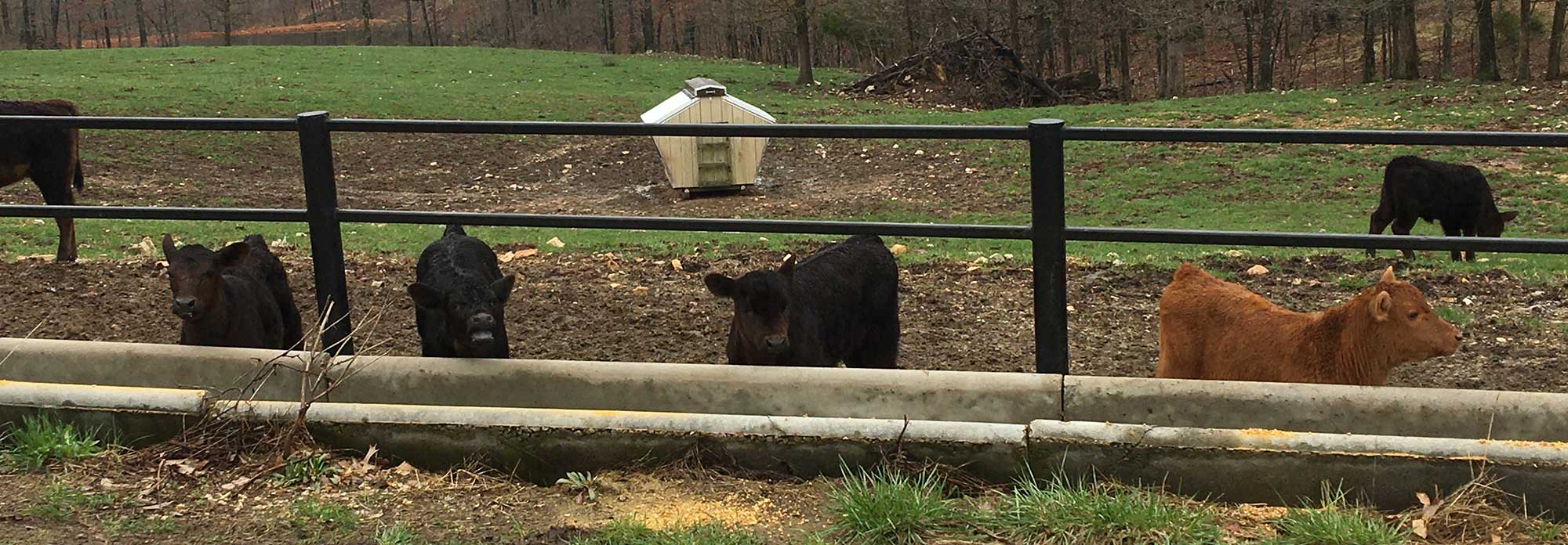 Cows in tall grass