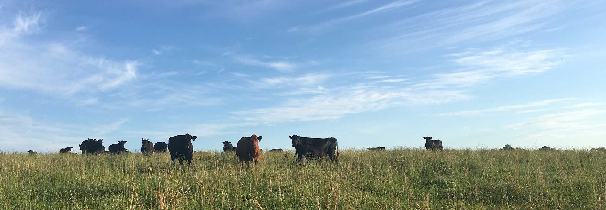 Cows in tall grass
