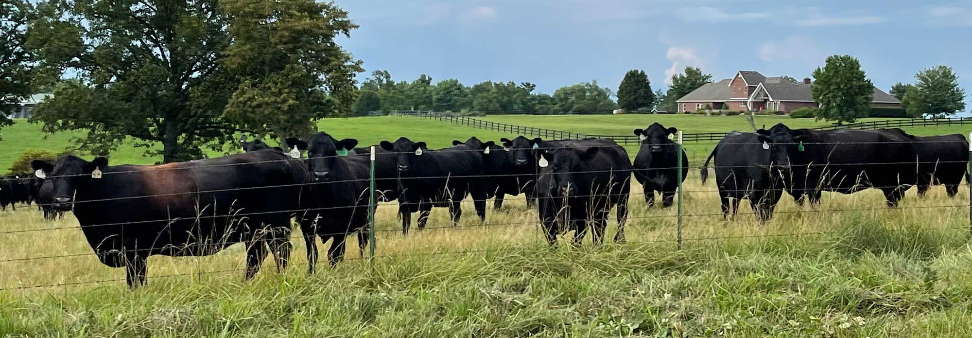 Cows in tall grass