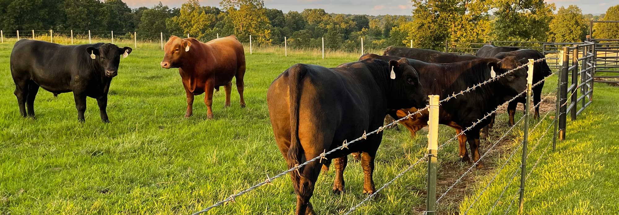 Cows in tall grass